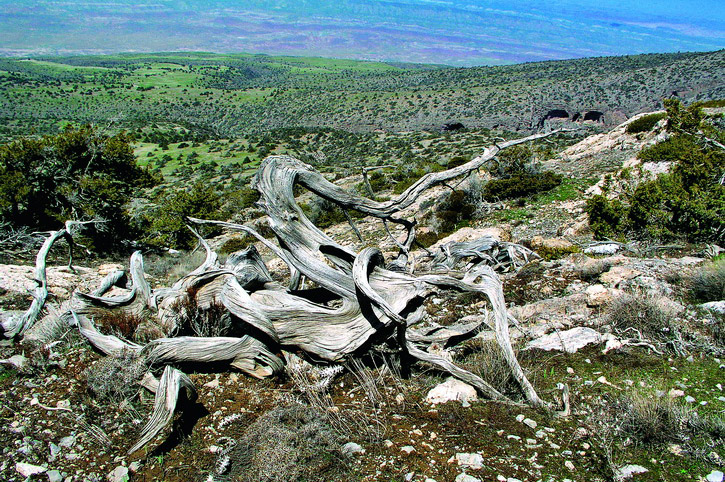 Парк Юрского периода | Turkmen.ru